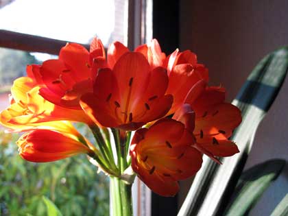 Piante da appartamento, la bellezza della Clivia miniata