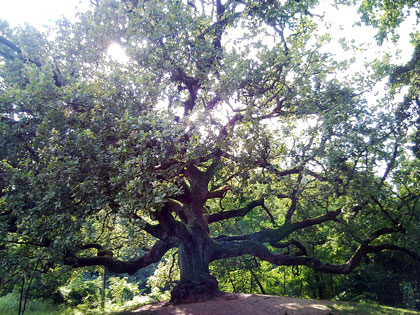 Alberi monumentali, la quercia delle streghe a Capannori (LU)