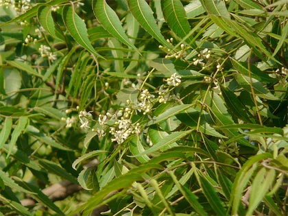 Antiparassitari naturali, l'albero di Neem efficace contro molti insetti e malattie