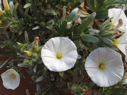 Vilucchio turco (Convolvulus cneorum)