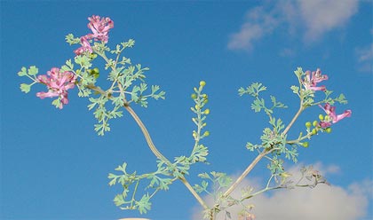 La Fumaria officinale, depuratrice dell'organismo