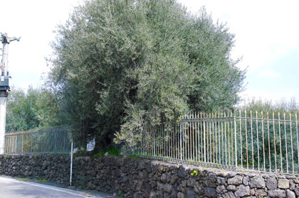 Alberi monumentali, "Aliva 'Mpittata" di Misterbianco (CT)