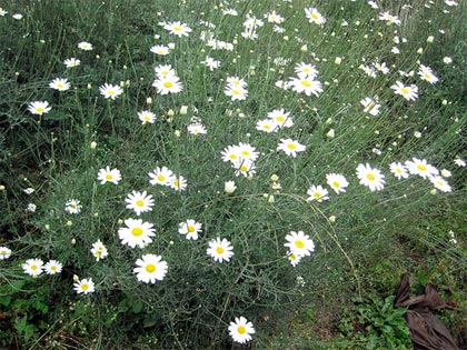 Il piretro, difesa biologica contro molti parassiti dell'orto e del giardino