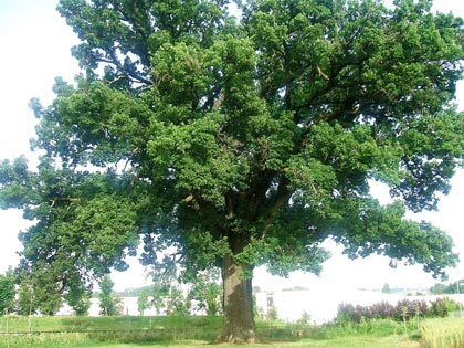 Alberi monumentali, la roverella di Passo di Treia (MC)