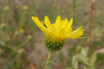 Grindelia camporum