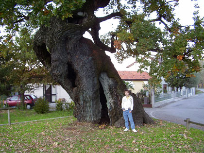 farnia-Villanova-a-Fossalta-di-Portogrua