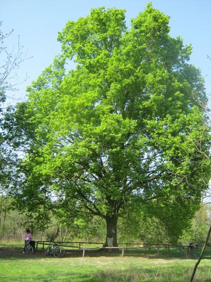 Alberi monumentali, "La Grande Quercia", la farnia alla sorgente del Sile (TV)