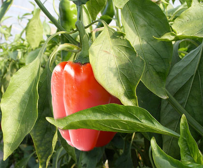 Cosa coltivare nell'orto, P come peperone
