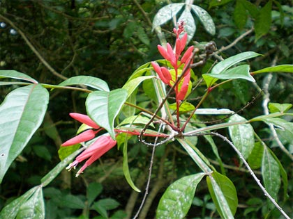 Antiparassitari naturali, la Quassia amara