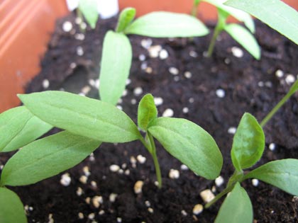 “Un posto nel semenzaio”, anno terzo: piante in cerca di sistemazione - melanzana violetta lunga
