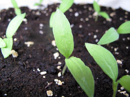 “Un posto nel semenzaio”, anno terzo: piante in cerca di sistemazione - melanzana senza semi