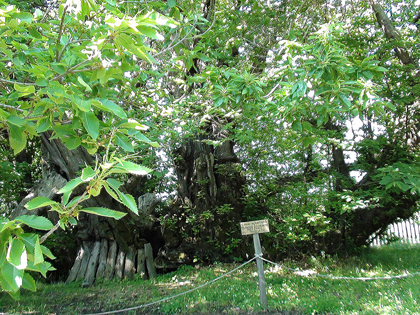 Alberi monumentali, il Castagno dei Cento Cavalli a Sant'Alfio (CT)