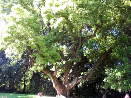 Alberi monumentali, il canforo e la magnolia del bosco di Capodimonte, Napoli