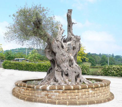 Alberi monumentali, l'olivo di Santa Aquilina a Rimini