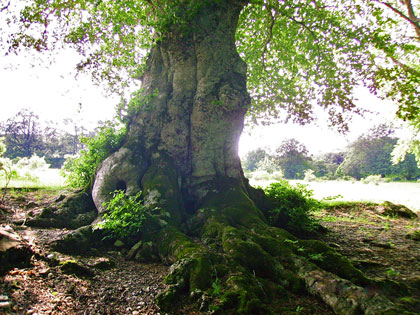 Alberi monumentali, i faggi di Canfaito, San Severino Marche (MC)