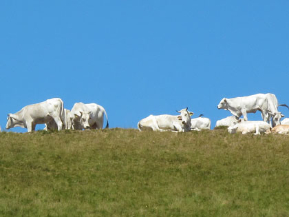 Ennesimo studio: mangiare carne contribuisce al riscaldamento globale