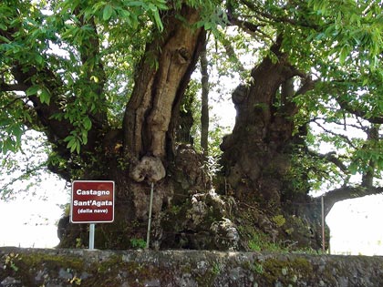 Alberi monumentali, il Castagno S. Agata (della nave) a Mascali (CT)