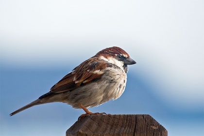 Passero
