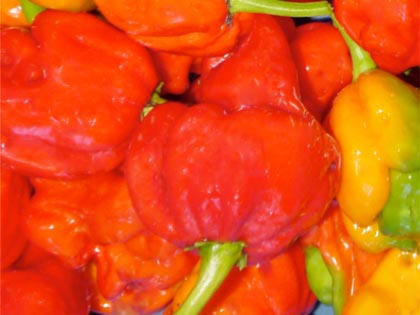 Trinidad Scorpion "Butch T", ecco il nuovo peperoncino più piccante del mondo