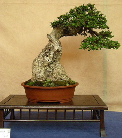 Olivo bonsai