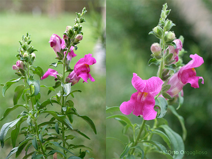 Antirrhinum, la Bocca di leone è il bel fiore alla portata di tutti