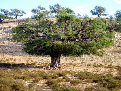 L’olio di argan: 5 passi per conoscerlo