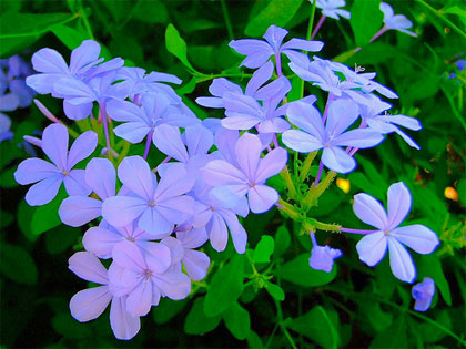 Plumbago capensis, un po' di cielo nel nostro giardino